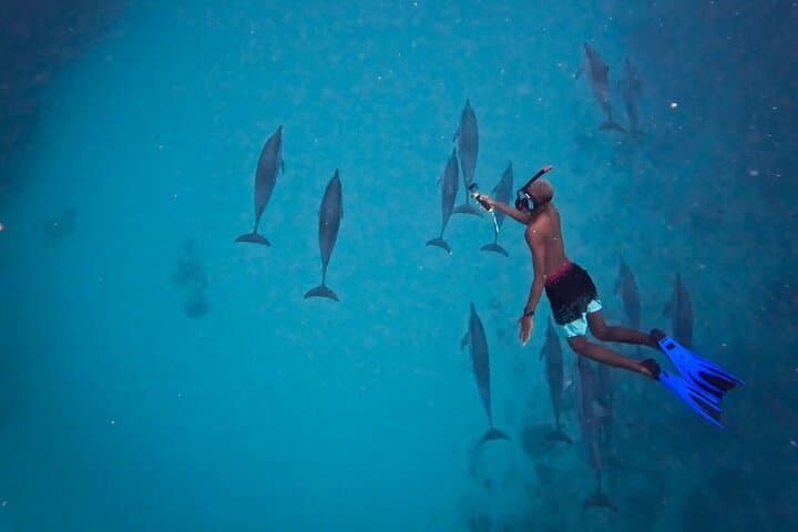 Eco-Friendly Dolphin Encounter and Benitier Island Barbecue from Le Morne photo 4