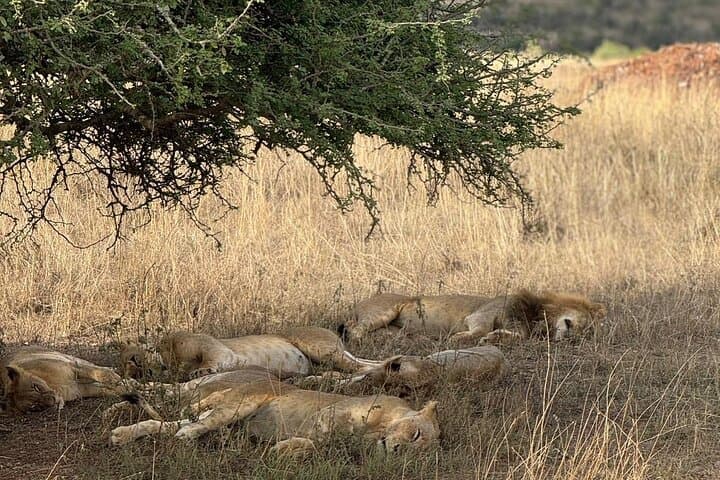 3-Day Maasai Mara Safari — Great Migration, Big Five & Black Rhino photo 4