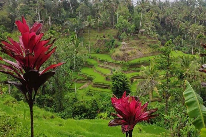 Ubud Spring Temple, Waterfall & Rice Terraces Private Day Tour photo 5