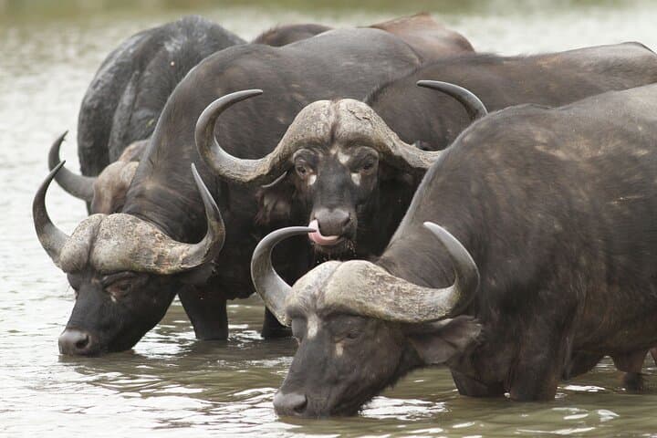 2-Day Kruger Safari & Panorama Route from Hazyview — Big Five and Blyde River Canyon photo 2