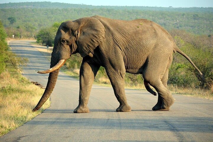 2-Day Kruger Safari & Panorama Route from Hazyview — Big Five and Blyde River Canyon photo 4
