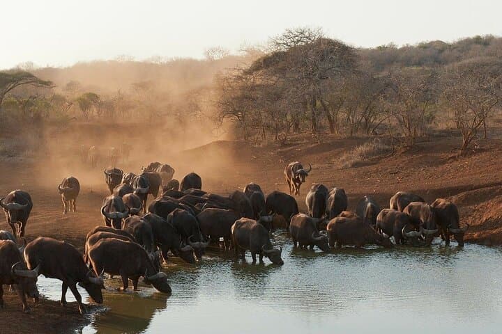2-Day Kruger Safari & Panorama Route from Hazyview — Big Five and Blyde River Canyon photo 5