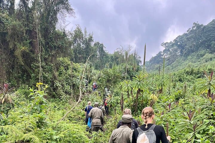 Bisoke Volcano Hike: Summit Crater Lake, Golden Monkeys & Rwanda's Volcanoes photo 2
