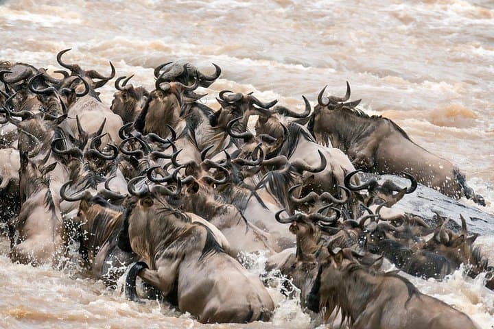 Budget Camping Safari: 6 Days Through Tarangire, Serengeti & Ngorongoro photo 4