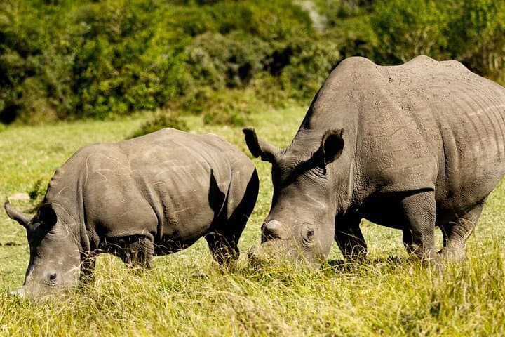 Half-Day Private Safari to Kragga Kamma Game Park from Port Elizabeth