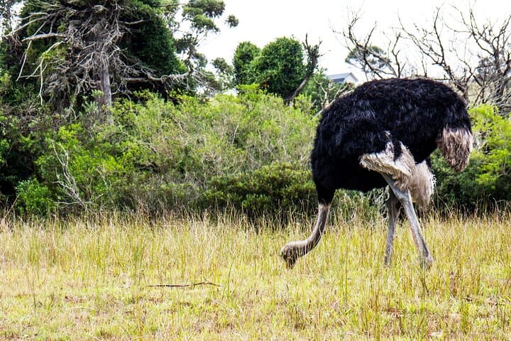 Half-Day Private Safari to Kragga Kamma Game Park from Port Elizabeth photo 3