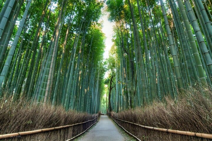 Private Kyoto Chauffeur Tour — Full-Day Customizable Sightseeing photo 6