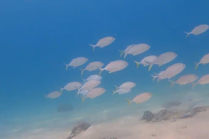 Muscat Shore Diving: Explore Oman's Reefs & Shipwrecks from the Beach photo 5