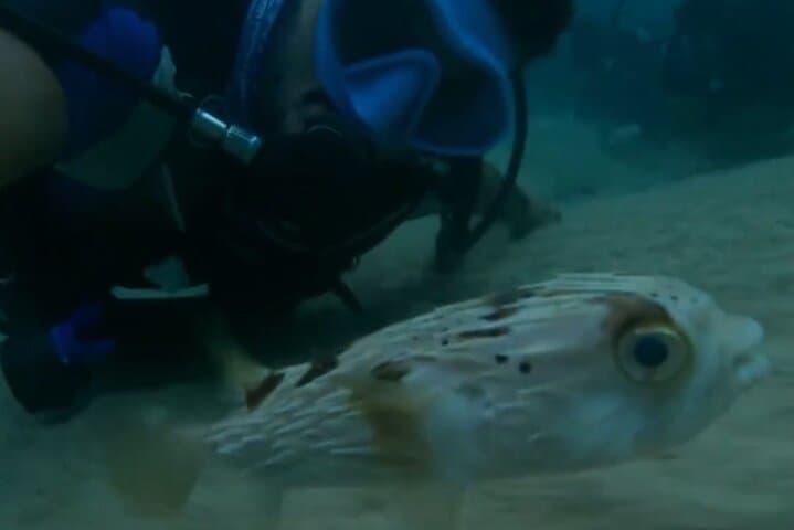 Muscat Shore Diving: Explore Oman's Reefs & Shipwrecks from the Beach photo 6
