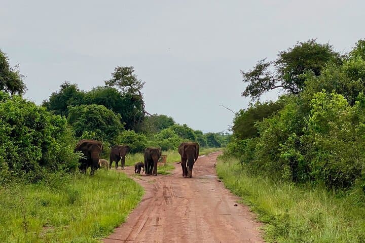 Akagera National Park Day Safari from Kigali — Big Five & Birding in One Day