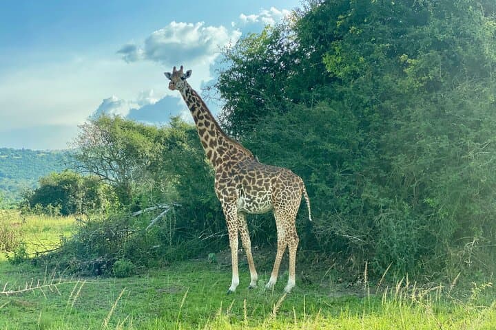 Akagera National Park Day Safari from Kigali — Big Five & Birding in One Day photo 3