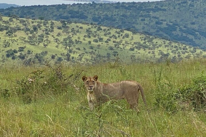 Akagera National Park Day Safari from Kigali — Big Five & Birding in One Day photo 5