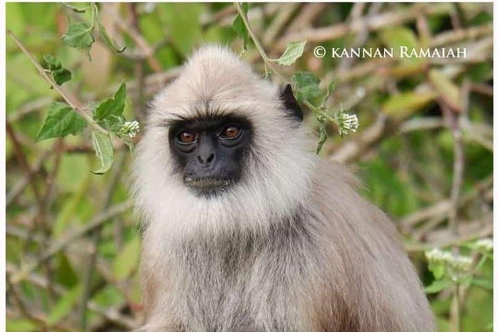 Kotagiri Birding Photo Journey: 2-Day Private Tour in the Nilgiris photo 4