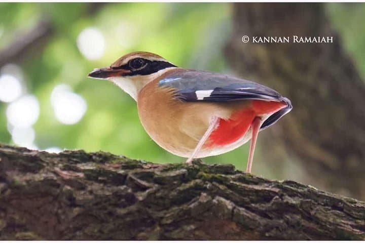 Kotagiri Birding Photo Journey: 2-Day Private Tour in the Nilgiris