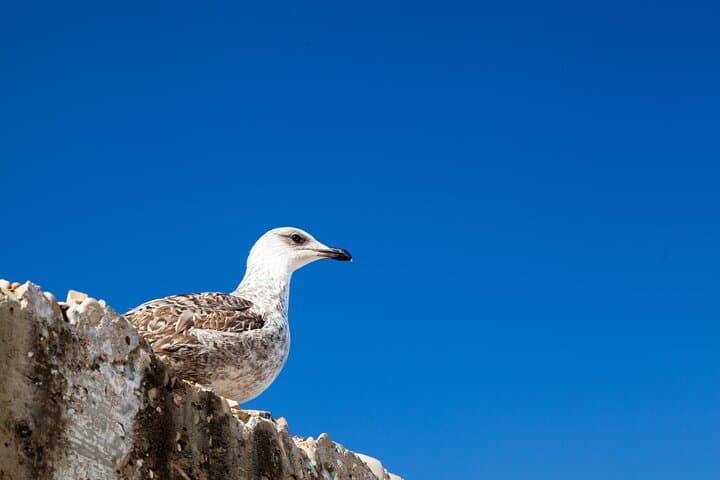 Essaouira Coast Day Trip from Marrakech — Beaches, Medina & Argan Co‑ops photo 6