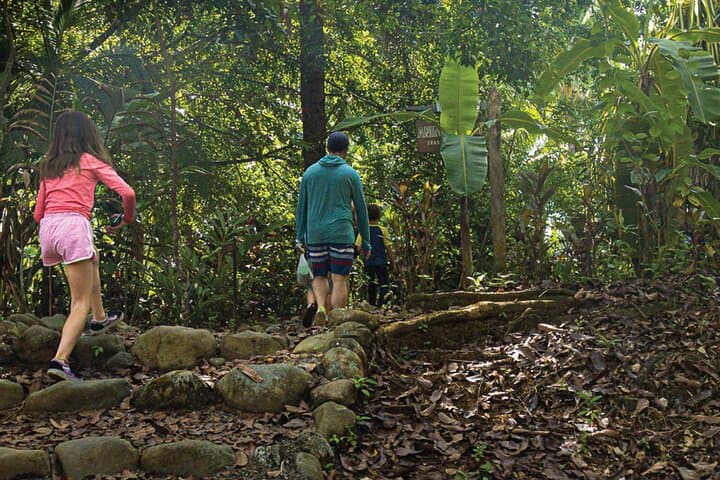Mangrove Walk: Quepos Monkey & Mangrove Hike in Costa Rica photo 2