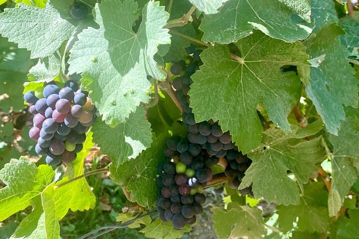 VIP Champagne Day Trip: Moët & Chandon and Ruinart Cellars from Paris photo 3