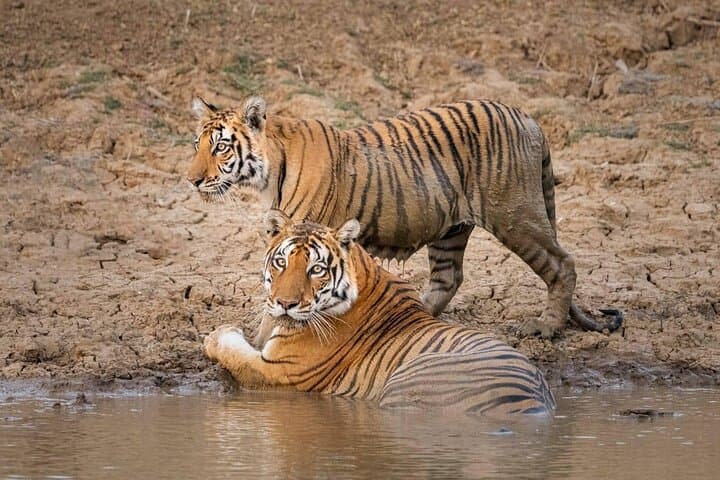 Panna Tiger Reserve Jeep Safari from Khajuraho: Day-Trip Guide for Wildlife Seekers