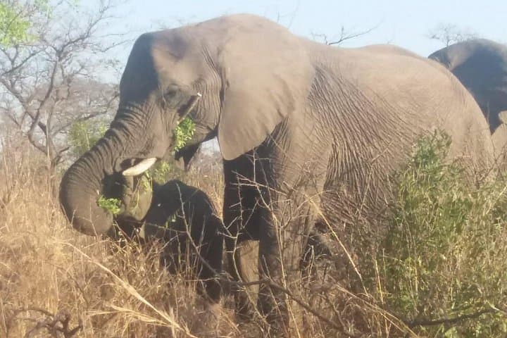 Aquila Big Five Safari and Fairview Wine Tasting — Private Day Tour from Cape Town photo 2