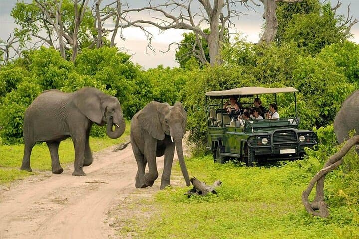 Chobe Safari Day Trip from Livingstone: Full-Day Game Drive and River Cruise