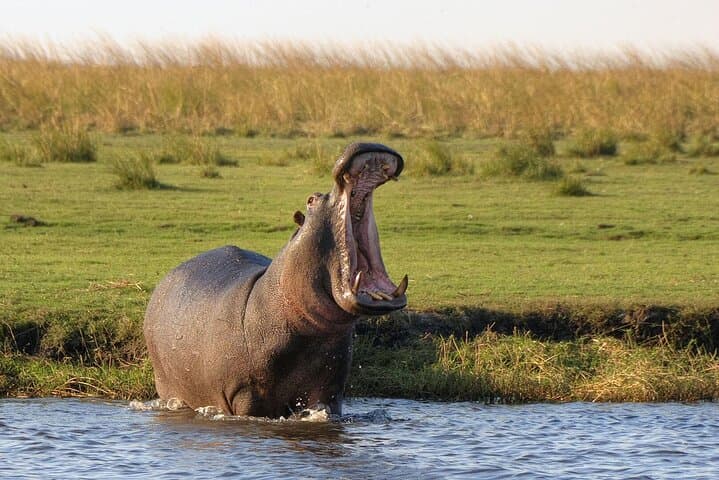 Chobe Safari Day Trip from Livingstone: Full-Day Game Drive and River Cruise photo 4