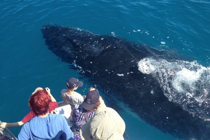 Noosa Whale Watching Cruise: Humpback Encounters & Coastal Wildlife photo 3