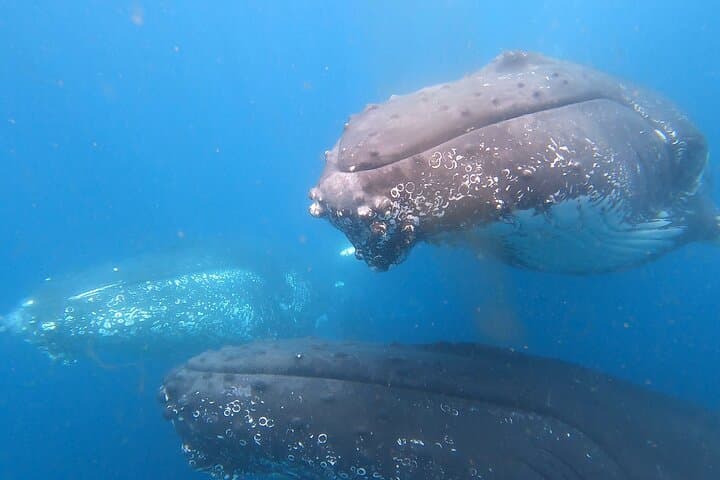 Noosa Whale Watching Cruise: Humpback Encounters & Coastal Wildlife photo 4