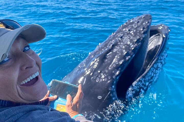 Noosa Whale Watching Cruise: Humpback Encounters & Coastal Wildlife