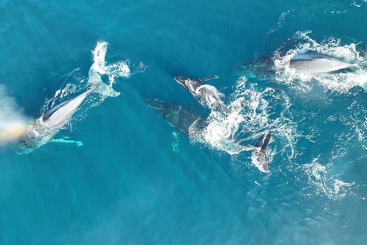 Noosa Whale Watching Cruise: Humpback Encounters & Coastal Wildlife photo 5