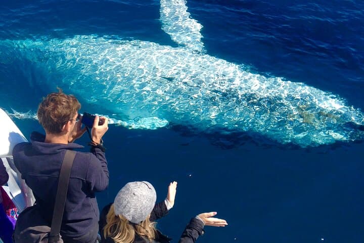 Noosa Whale Watching Cruise: Humpback Encounters & Coastal Wildlife photo 6