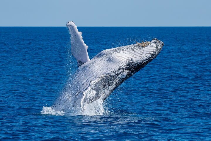Noosa Whale Watching Cruise: Humpback Encounters & Coastal Wildlife photo 2
