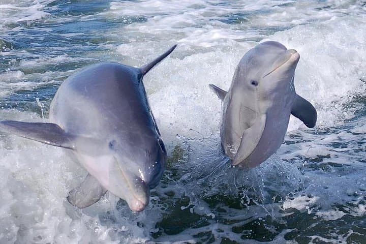 Noosa Thriller Ocean & Dolphin Adventure — High-Speed Dolphin Cruise from Noosaville photo 3