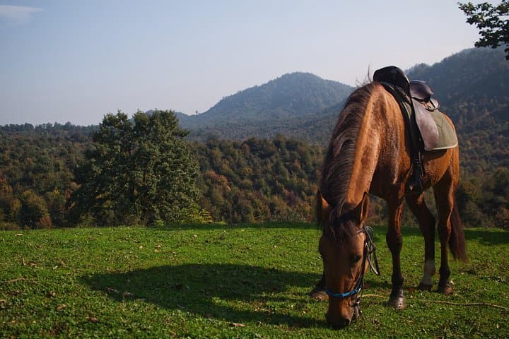 Horse Trek to Isti Su Hot Springs — Lankaran Forest Ride and Soak photo 2