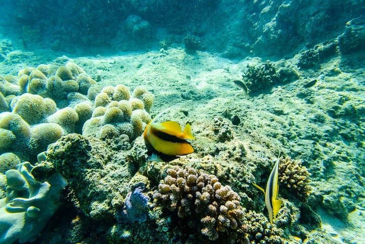 Private Full-Day Cayo Arena (Paradise Island) Speedboat & Snorkel Tour from Puerto Plata photo 5