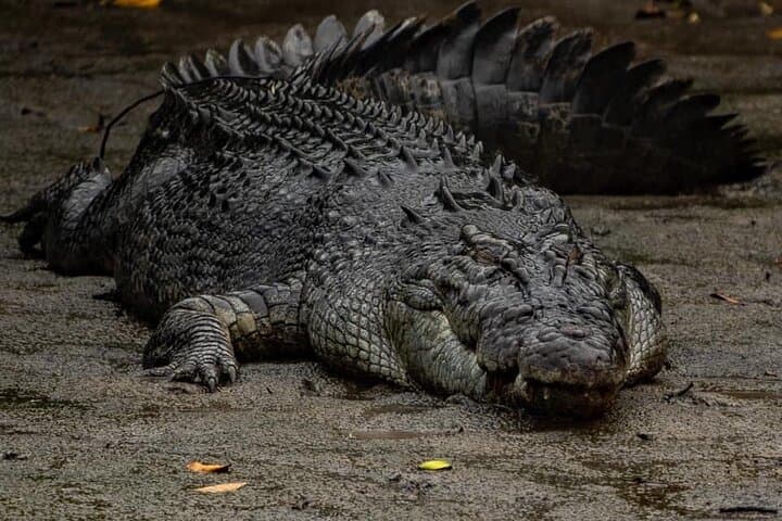 Port Douglas to Hartley's Crocodile Adventures: Return Shuttle with Park Admission