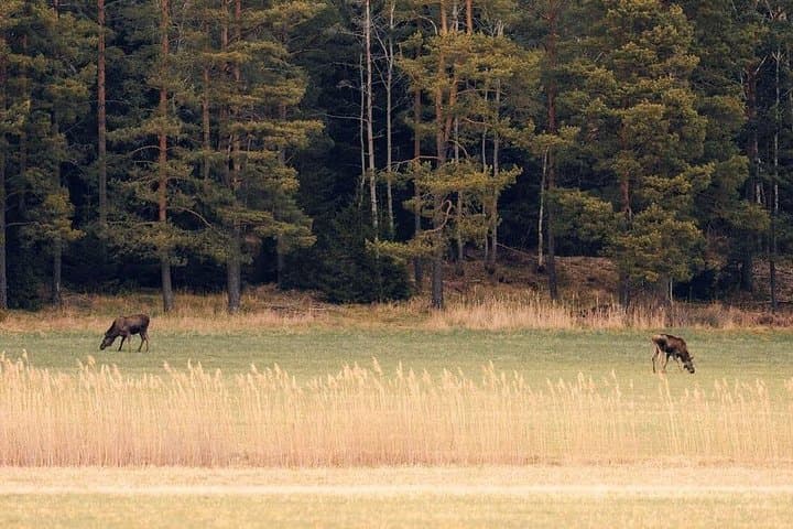 Wolf and Wildlife Tracking Near Stockholm: Sweden Wolf Safari Experience photo 2