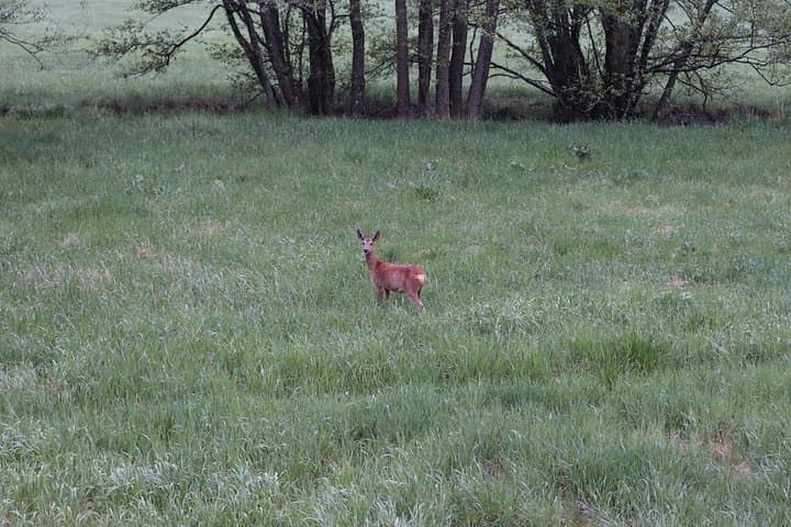 Wolf and Wildlife Tracking Near Stockholm: Sweden Wolf Safari Experience photo 4