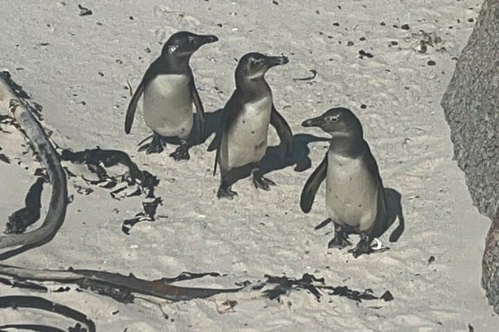 Private Cape Peninsula & Penguin Colony Luxury Tour from Cape Town photo 5