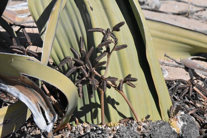 Swakopmund & Namib Desert Highlights — Dune 7, Welwitschia & Moon Landscape Tour photo 3
