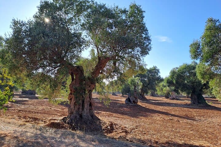 E-bike Tour Ostuni: Olive Mill, Dolmen & Ancient Olive Groves photo 6