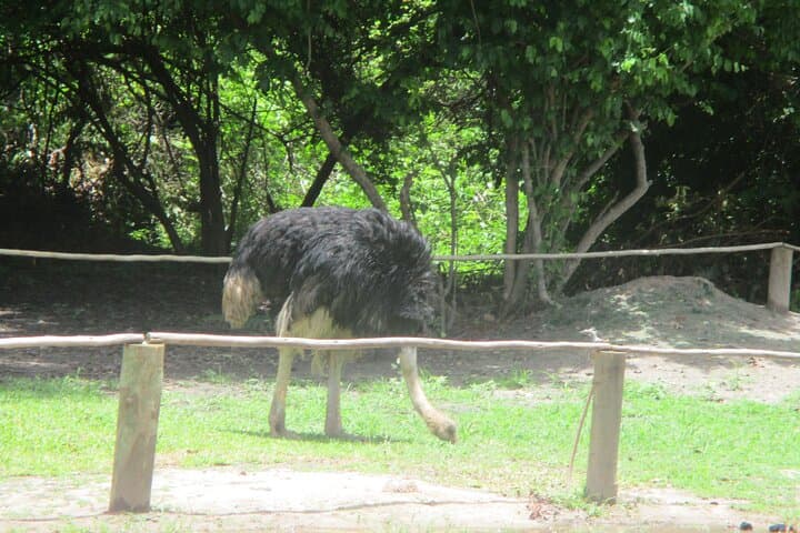 Fathala Game Reserve Safari: 10-Hour Private Tour from Dakar photo 2