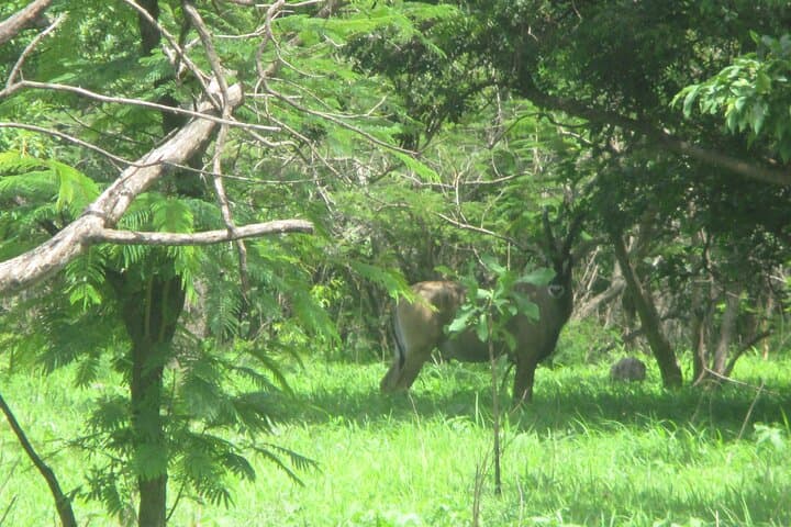 Fathala Game Reserve Safari: 10-Hour Private Tour from Dakar photo 4