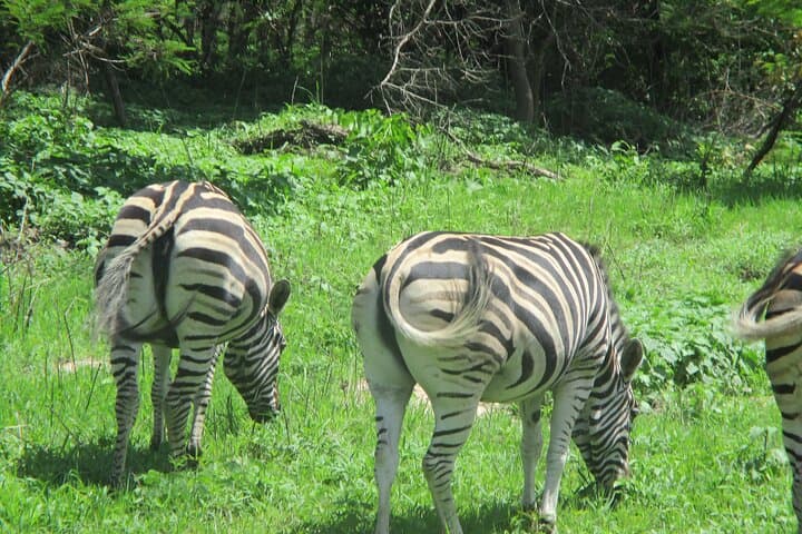 Fathala Game Reserve Safari: 10-Hour Private Tour from Dakar photo 5