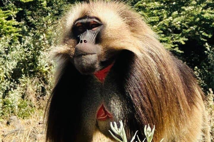 Debre Libanos Day Trip from Addis Ababa: Portuguese Bridge, Canyon Hike & Monastery photo 5