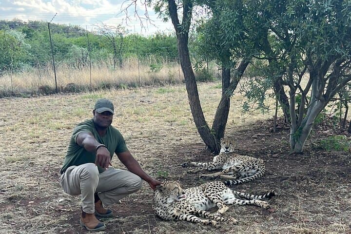 Pretoria Lion and Cheetah Safari: Up-Close Wildlife Encounter with Private Transfer