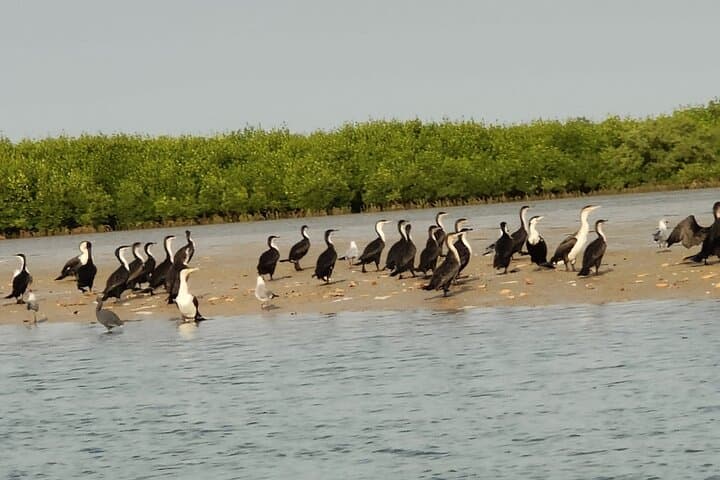 Sine Saloum Delta Canoe Tour: Private Guided Excursion from Dakar photo 3