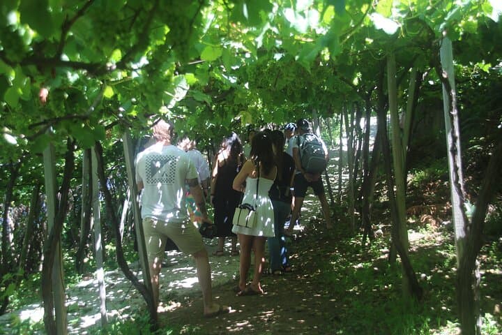 Enchanted Vineyards Wine 4x4 Tour and Cabo Girão Skywalk — Madeira Wine Safari photo 5