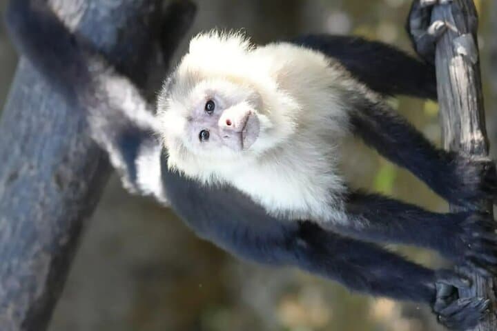 Palo Verde Wildlife Safari: Tempisque River Boat Tour & Traditional Costa Rican Lunch photo 6