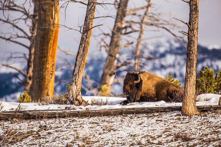 Exploring Yellowstone’s Winter Wildlife: A Private Safari from Bozeman to Lamar Valley photo 4