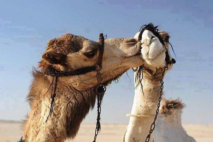 Hurghada Desert Quad Safari: Private 25km Dune Adventure & Bedouin Village Visit photo 4